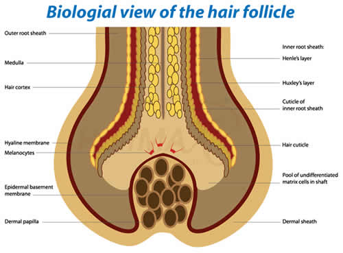 Biological View of Hair Follicle